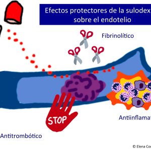 efectos protectores sulodexida endotelio