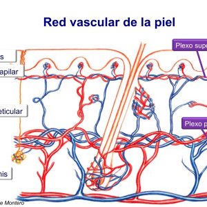 Red vascular de la piel