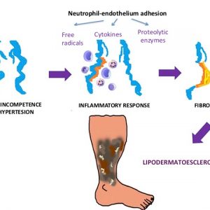 Neutrophil-endothelium adhesion