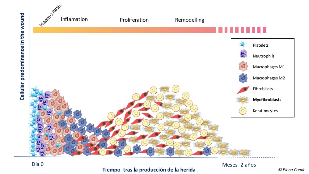 Cells In Wound Healing Process Elena Conde Montero