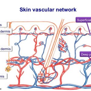 skin vascular network