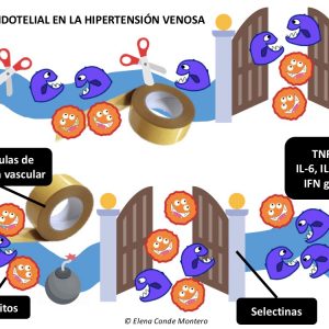 daño endotelial hipertension