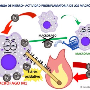 hemosiderin macrophages