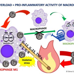 IRON OVERLOAD MACROPHAGES M1