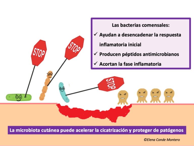 ¿Las bacterias pueden ayudar a cerrar las heridas?